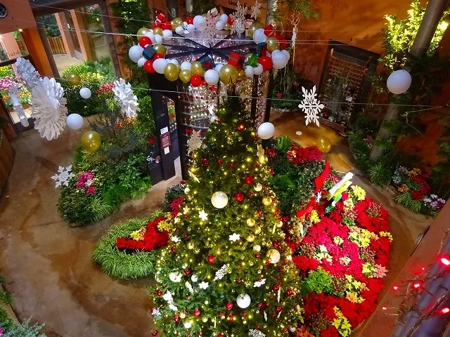 季節展示「冬の庭」クリスマス_1