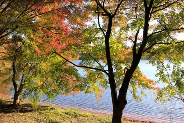 【紅葉・見ごろ】一碧湖_1
