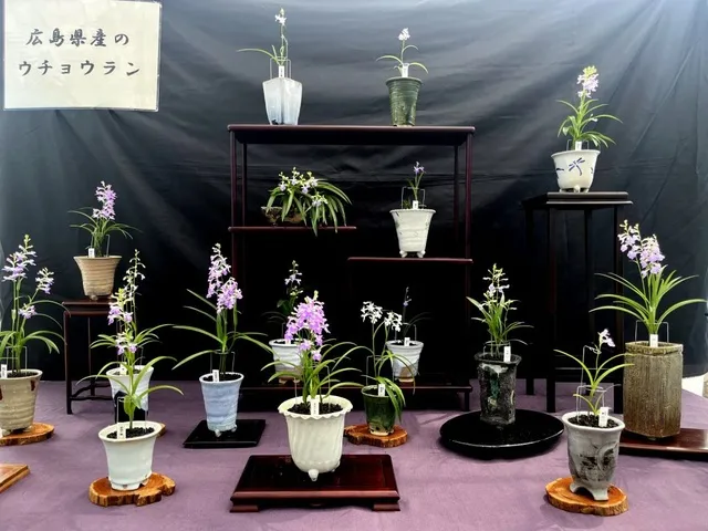 ウチョウラン展_1