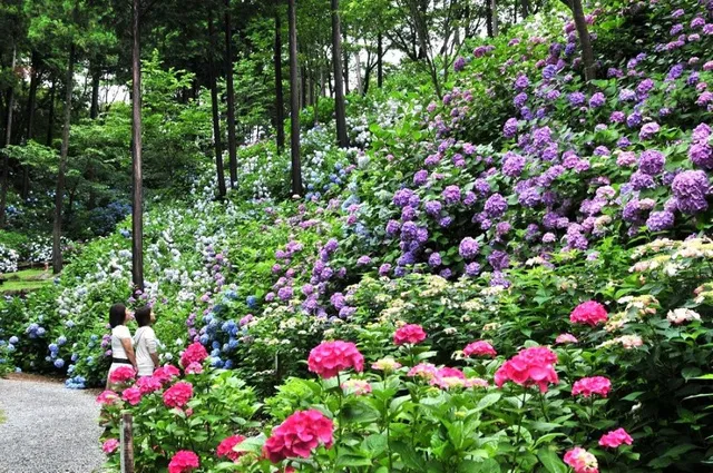 救馬溪観音 あじさい曼荼羅園_1