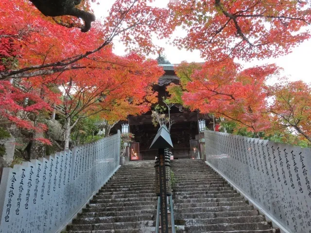 大聖院 紅もみじライトアップ_1