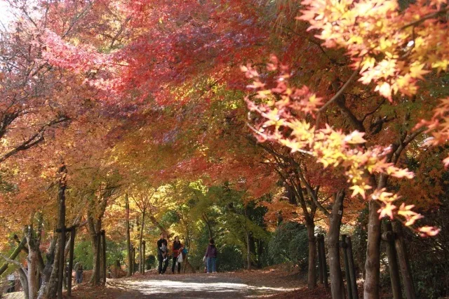 【紅葉・見ごろ】曽木の滝公園_1