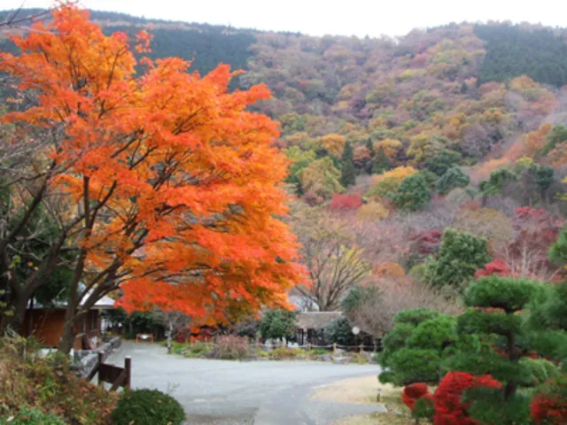 【紅葉・見ごろ】県立21世紀の森_1