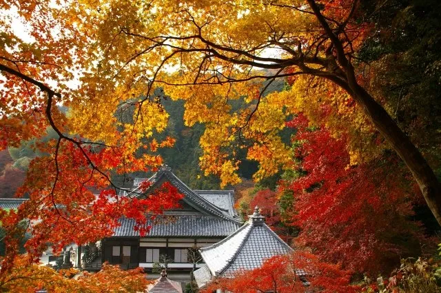 【紅葉・見ごろ】柳谷観音 楊谷寺_1