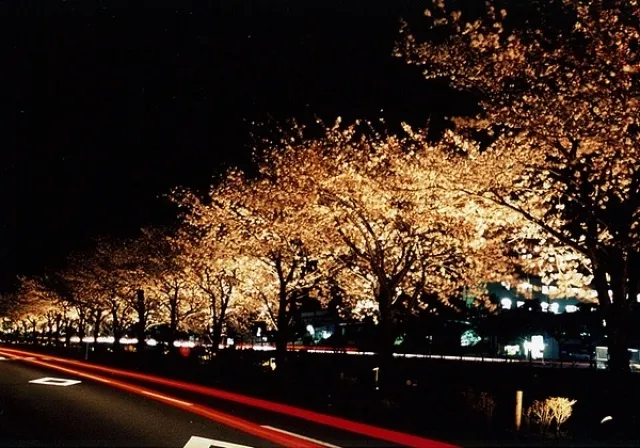 夜桜ライトアップ_1