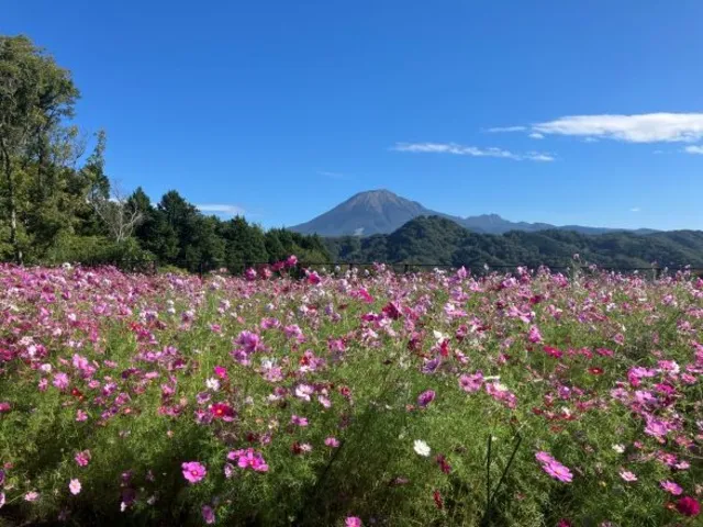 秘密の花園～コスモス編～_1