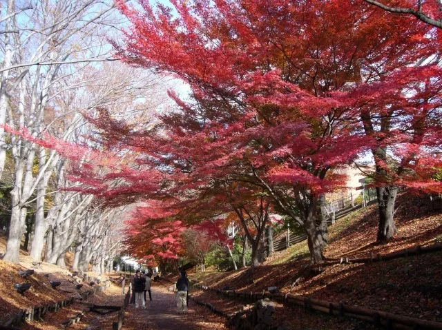 【紅葉・見ごろ】上田城跡公園_1