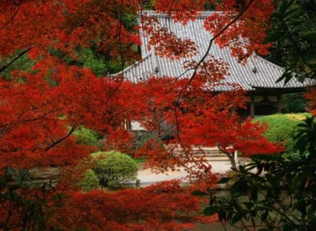 【紅葉・見ごろ】長岳寺_1
