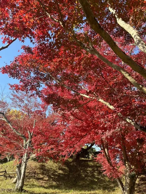 【紅葉・見ごろ】粟生頭首工もみじ広場_1