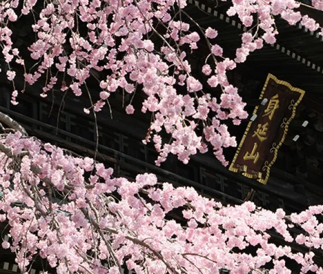 桜・見ごろ】身延山久遠寺