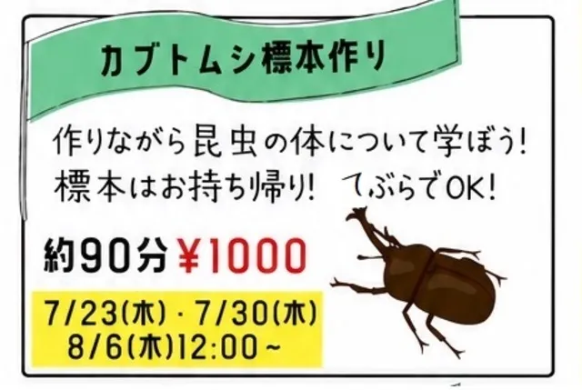 夏休み自由研究「標本を作ってみよう！」
