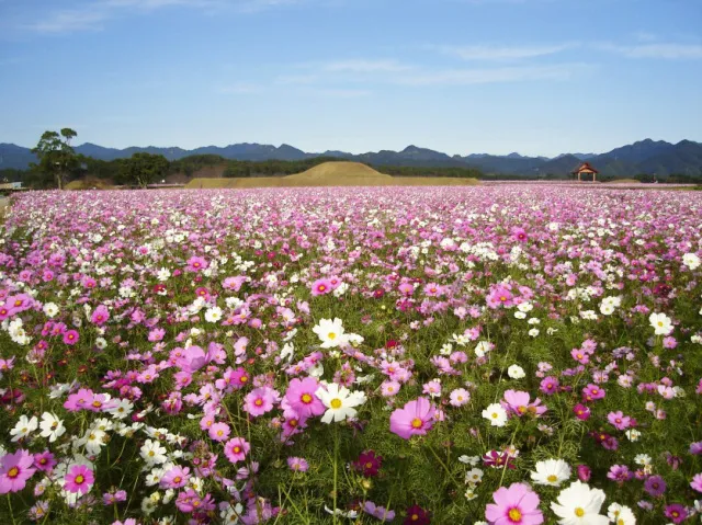 【花・見ごろ】西都原古墳群 コスモス_1