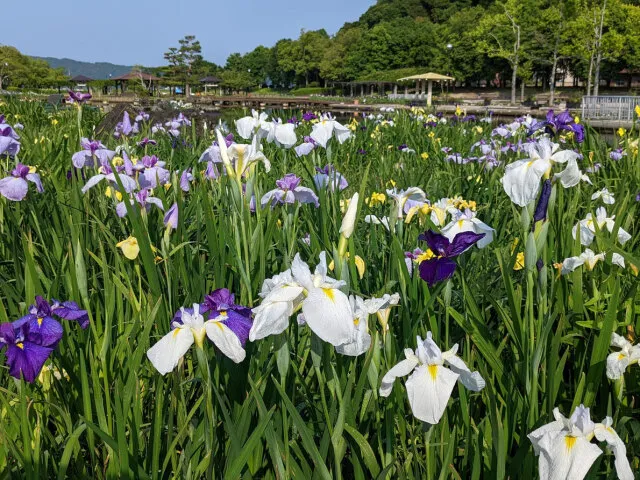 【花・見ごろ】東郷湖羽合臨海公園あやめ池公園の花ショウブ_1