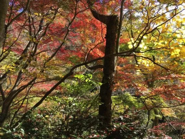 【紅葉・見ごろ】奥久慈男体山・湯沢峡_1
