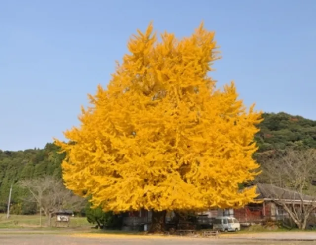 【紅葉・見ごろ】本城の大銀杏_1