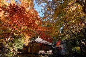 【紅葉・見ごろ】栂尾山高山寺（石水院）_1