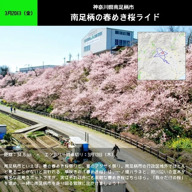 南足柄の春めき桜ライド_1