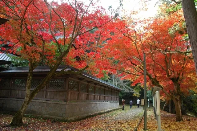 やぶ紅葉まつり_1