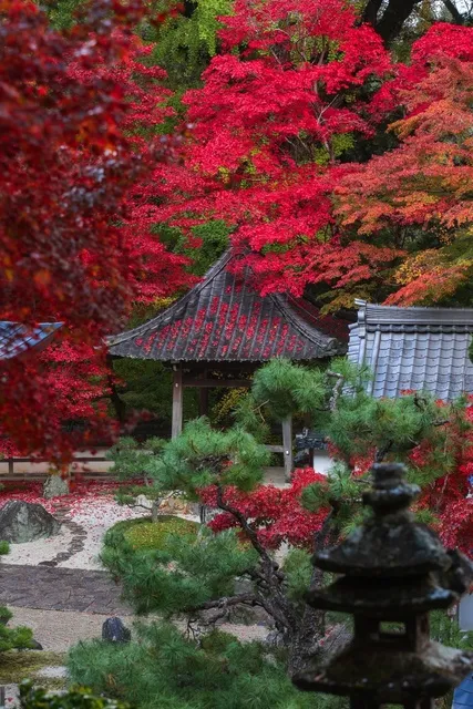 【紅葉・見ごろ】長安寺_1