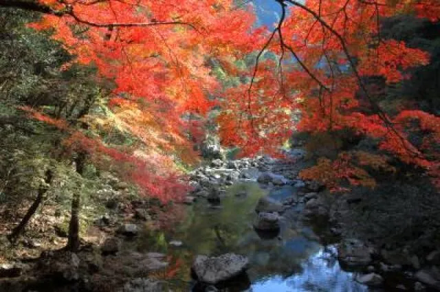 【紅葉・見ごろ】山野峡_1