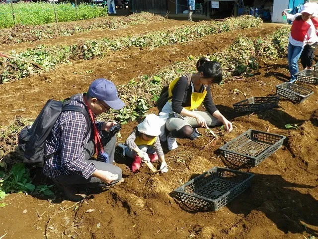 国営昭和記念公園　こもれびの里「サツマイモ掘り体験」_1