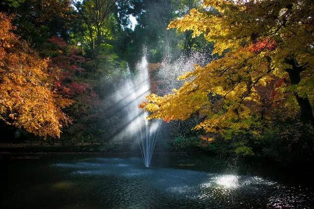 【紅葉・見ごろ】加茂山公園_1
