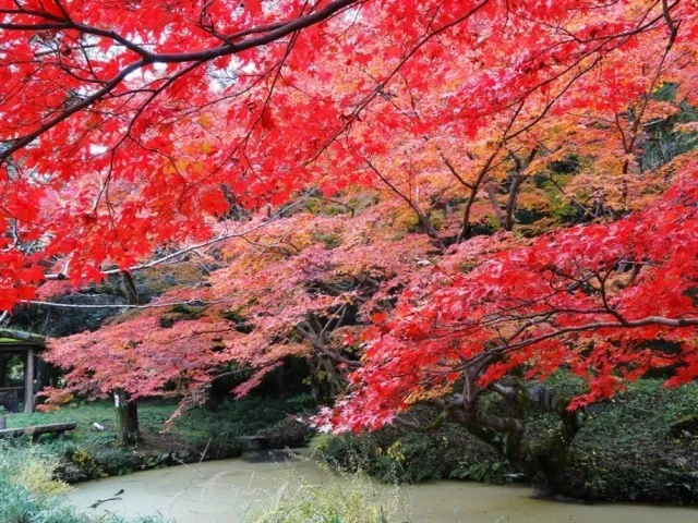 【紅葉・見ごろ】根來寺_1