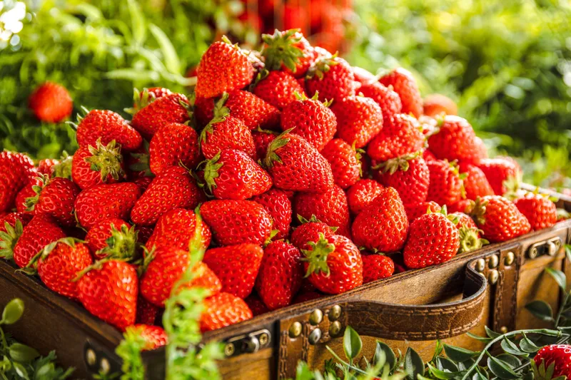 フレッシュ苺 食べ放題【XEX】