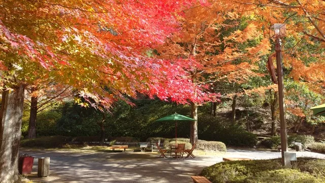 【紅葉・見ごろ】広島市森林公園_1