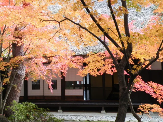 【紅葉・見ごろ】安曇野高橋節郎記念美術館庭園_1