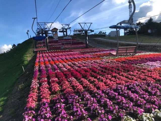 【花・見ごろ】茶臼山高原2025　サンパチェンス_1