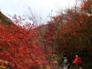 【紅葉・見ごろ】毛無山_1
