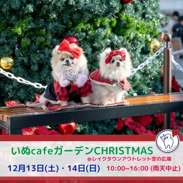 いぬcafeガーデンChristmas_1