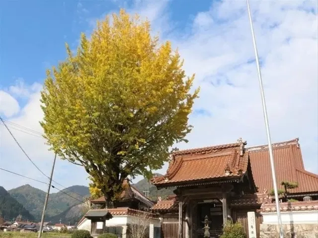 【紅葉・見ごろ】専教寺_1