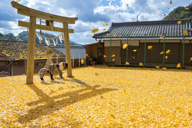 【紅葉・見ごろ】賀茂神社のイチョウ_1