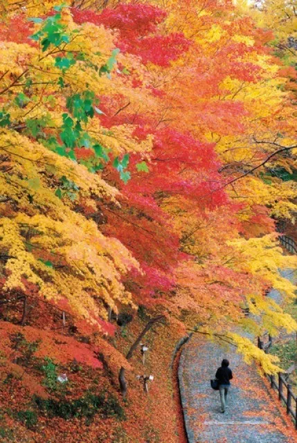 【紅葉・見ごろ】釣山公園_1