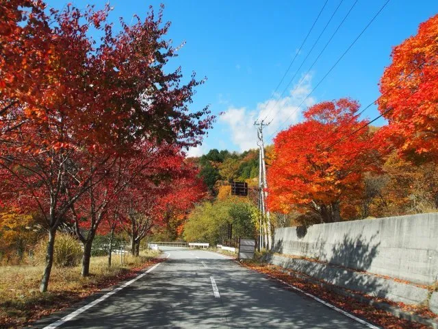 【紅葉・見ごろ】乙女湖_1