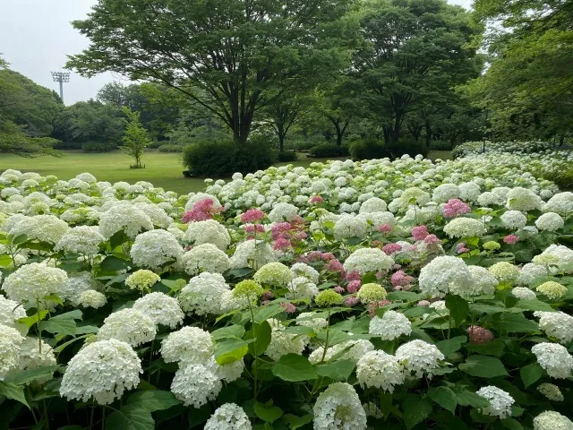郷土の森　あじさいまつり_1