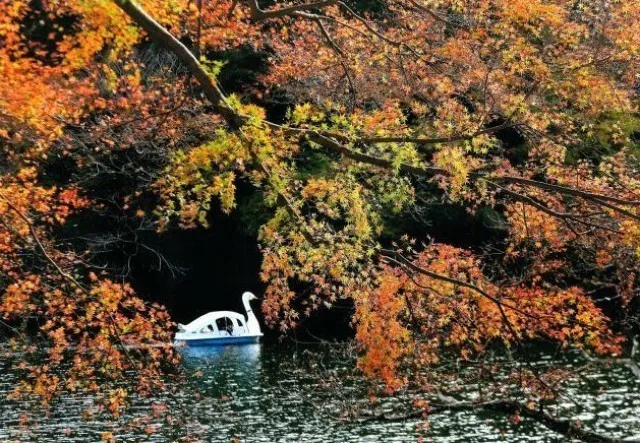 【紅葉・見ごろ】鎌北湖_1