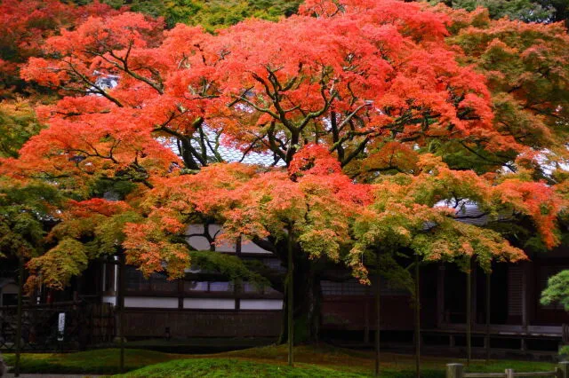 【紅葉・見ごろ】雷山千如寺大悲王院_1