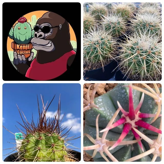 タネから育てたサボテンの“個性”をお届け！KENJI CACTUS_1
