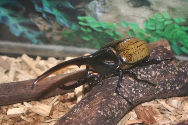 長崎バイオパーク　世界のカブト・クワガタ展_1