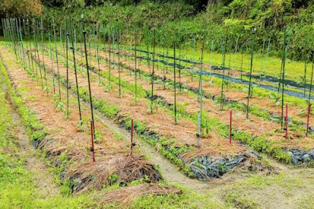 奈良さとやまSUMMERキャンペーン２０２５！季節の野菜収穫体験＆おもしろ豆知識のお話・ふれあい会_1