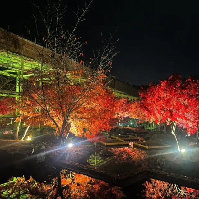 紅葉ライトアップツアー_1