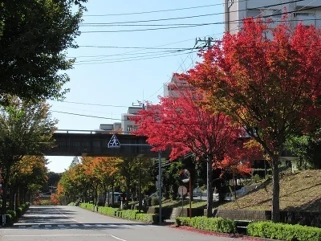 【紅葉・見ごろ】諏訪の谷通り_1