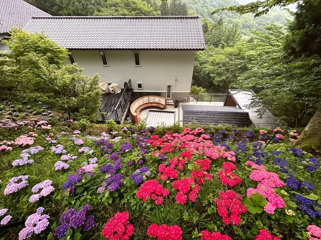 関東一最高度に咲く1,000株の紫陽花_1