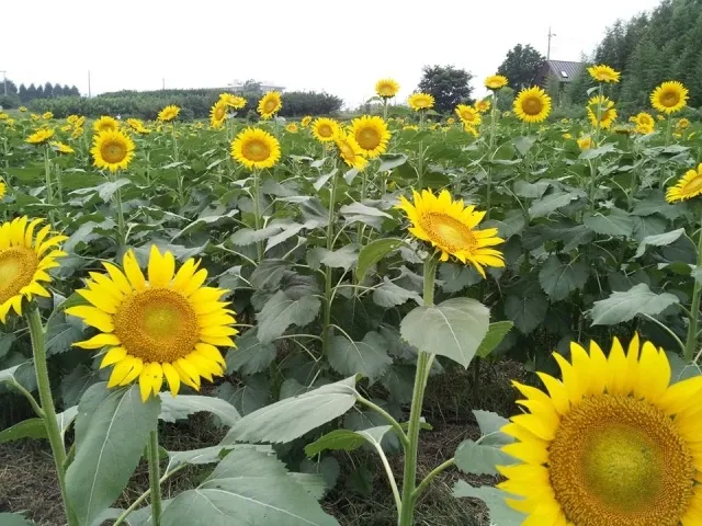 【花・見ごろ】所沢ひまわり畑2026_1