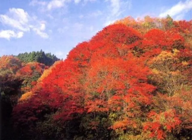 【紅葉・見ごろ】養老渓谷・筒森もみじ谷_1