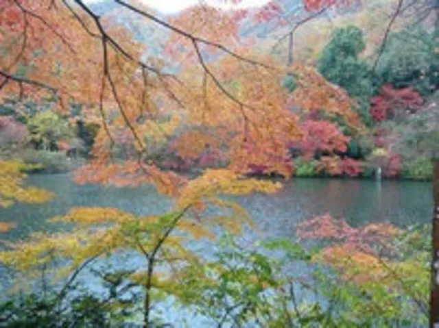 【紅葉・見ごろ】松尾池_1