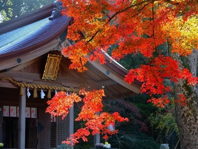 宝満宮竈門神社 もみじライトアップ_1